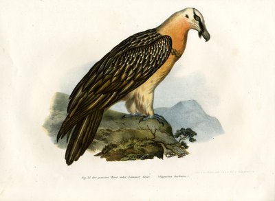 Bearded Vulture by German School